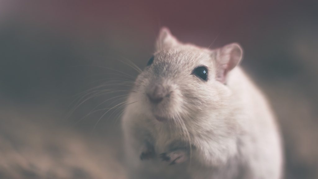Eine Maus