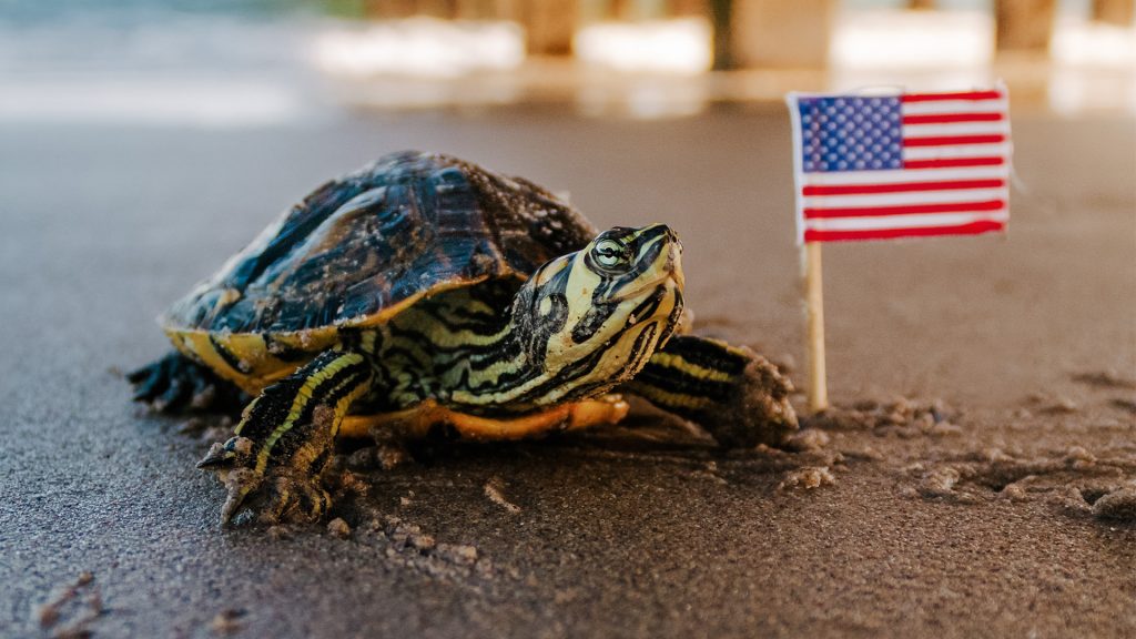 Schildkröte neben einer USA-Flagge