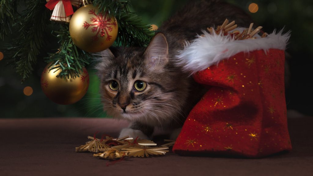 Katze sitzt unter dem Weihnachtbaum