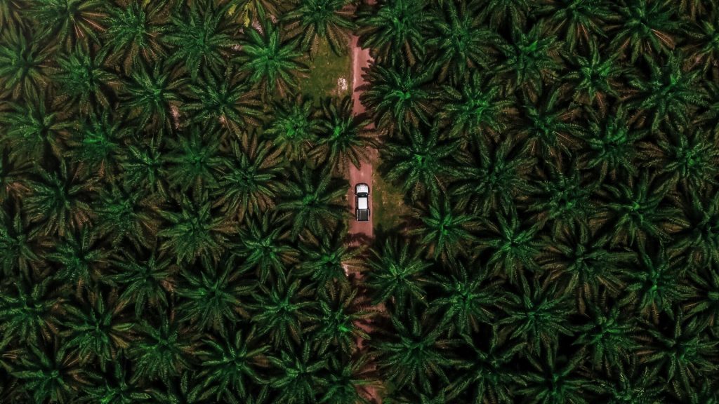 Auto fährt durch eine Palmöl-Plantage