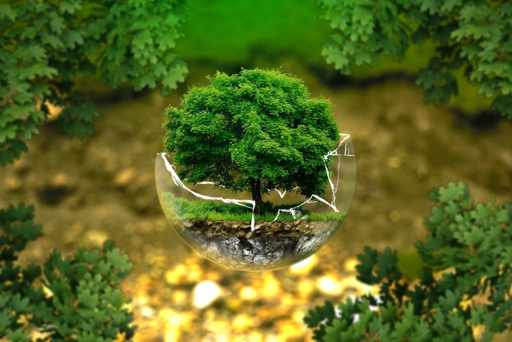 Ein kleiner Baum