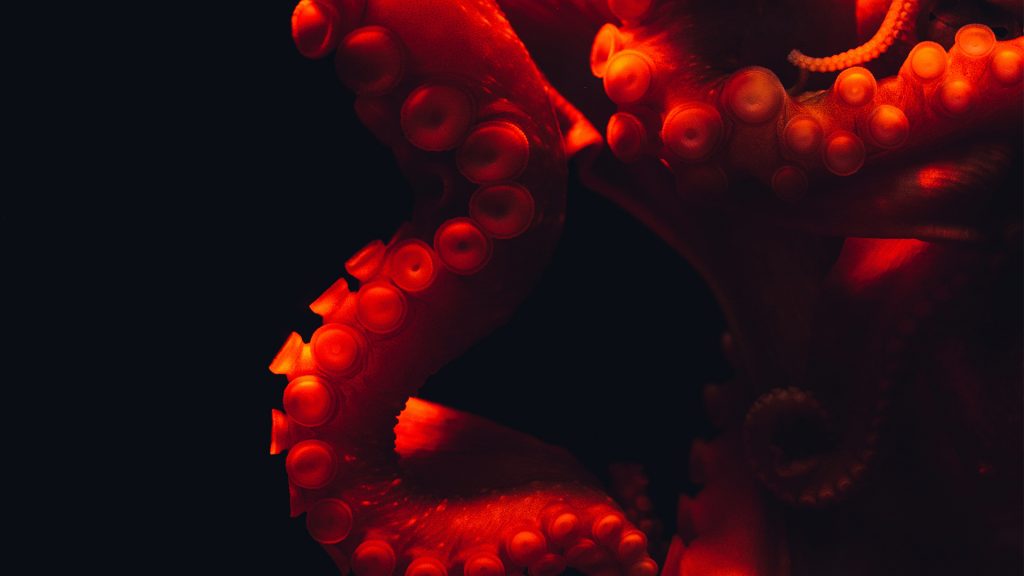 Oktopus in rot, Detailaufnahme