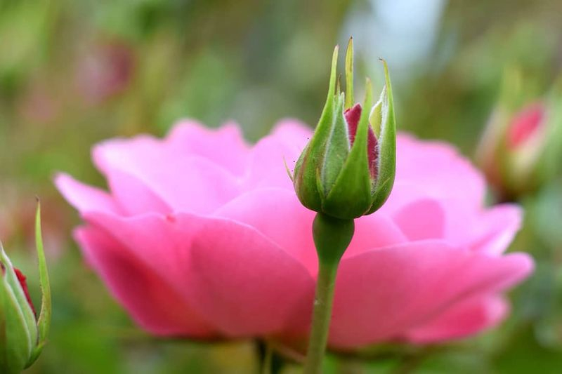 geschlosse Blume, dahinter offene Blume in rosa