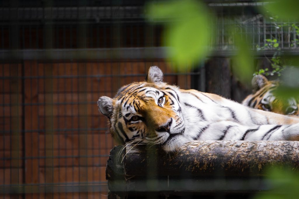 Tiger liegt im Gehege