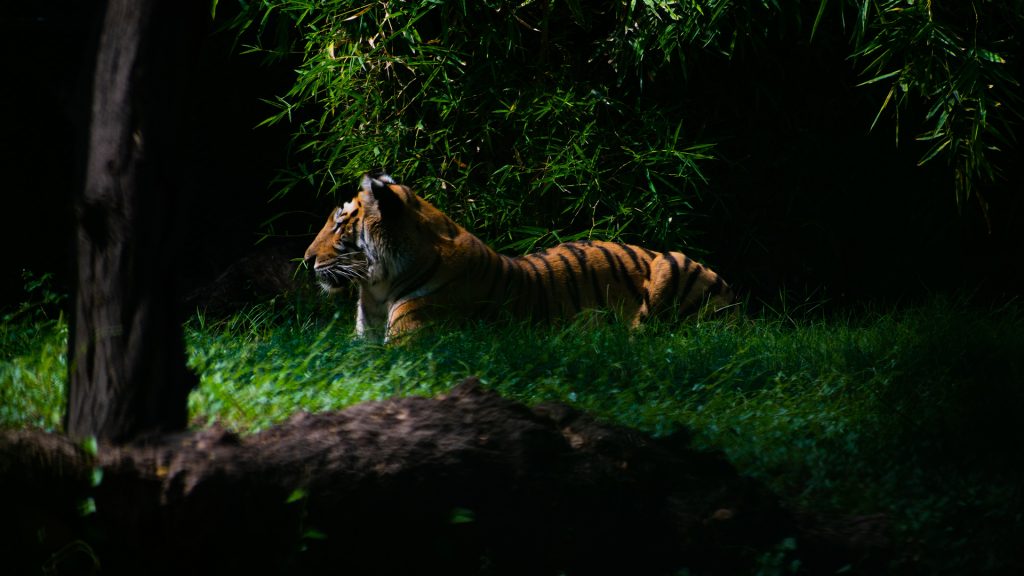 Tiger im Wald