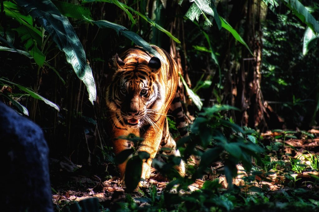 Ein Tiger streift durchs Gebüsch