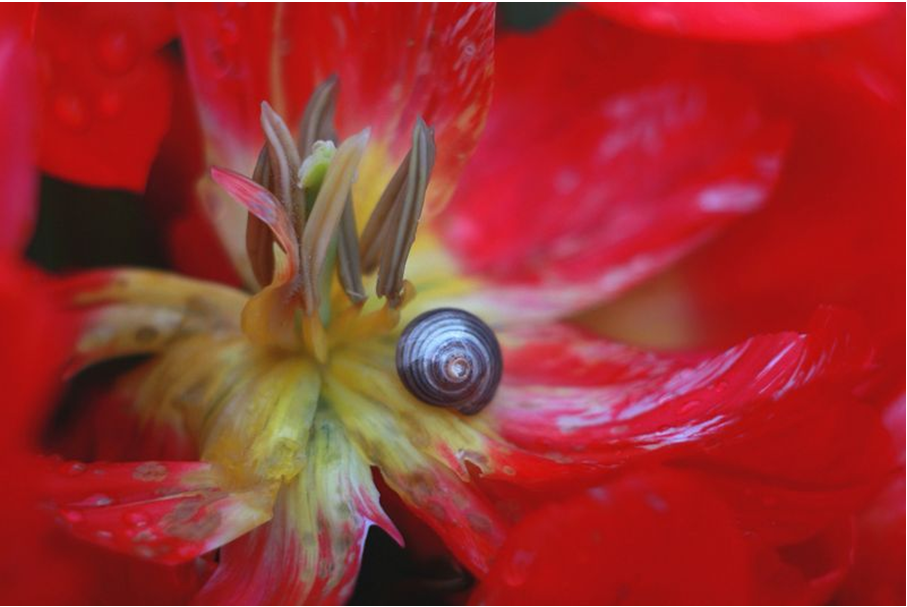 Nahaufnahme eines Schneckengehäuses auf einer geöffneten Blüte