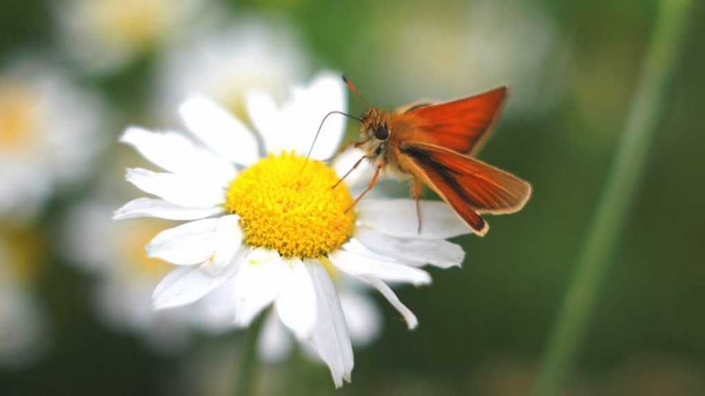 Ein Schmetterling sitzt auf einem Gänseblümchen