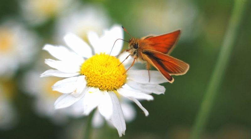 Ein Schmetterling sitzt auf einem Gänseblümchen