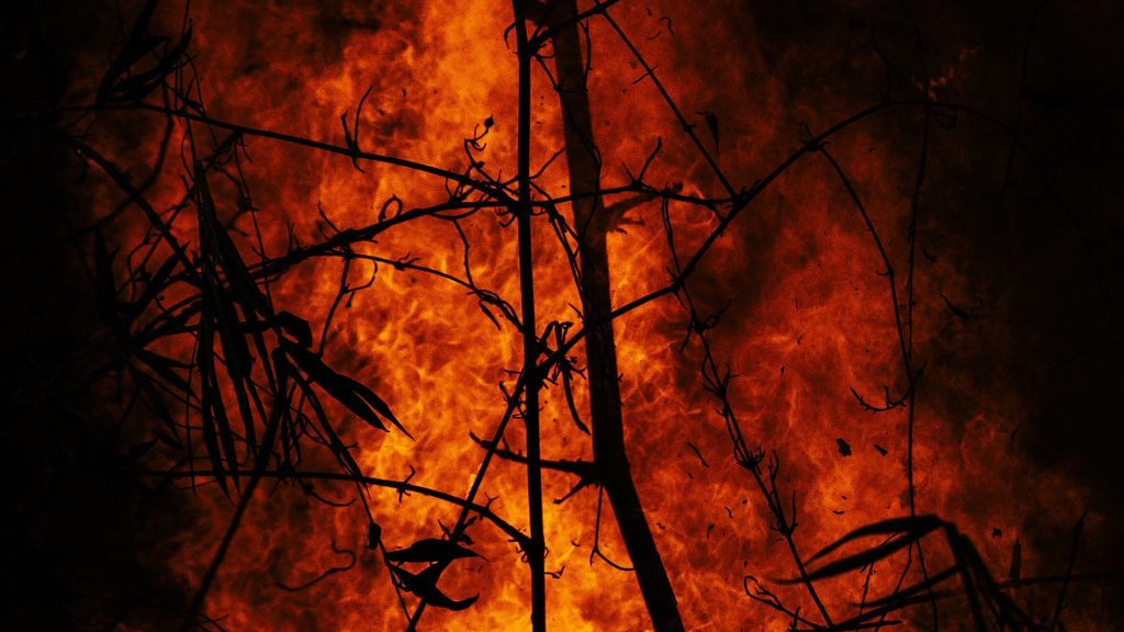 Feuer in einem Wald, Nahaufnahme