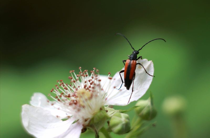 Ein Käfer sitzt auf einer weißen Blüte