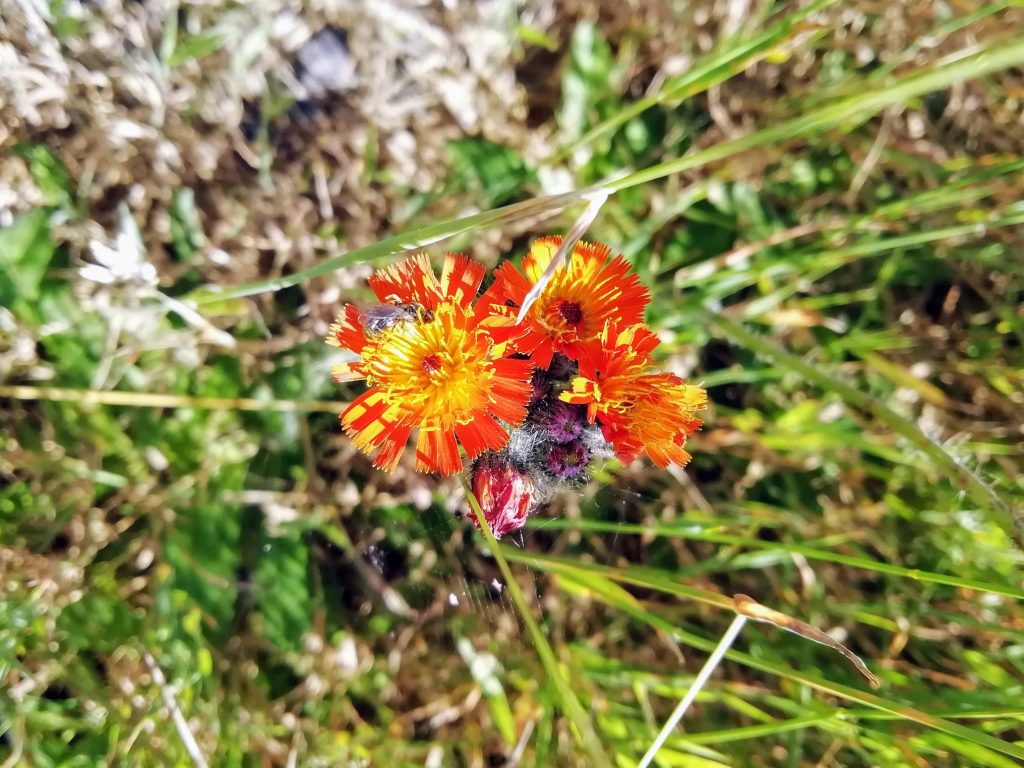 Blume im hohen Gras