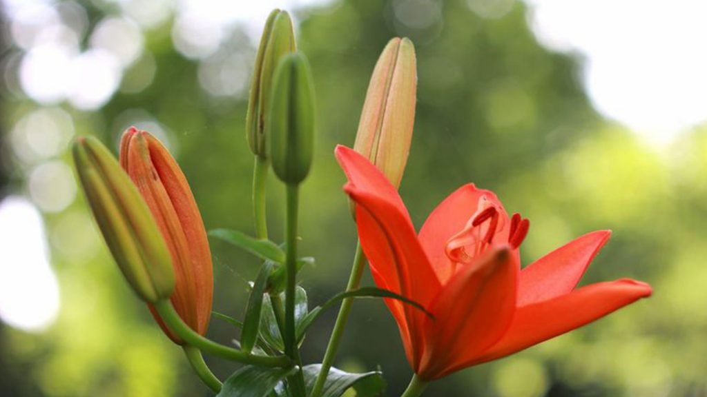 Nahaufnahme einer roten Blume mit schönem unscharfem Hintergrund