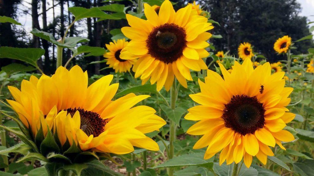 Drei große Sonnenblumen
