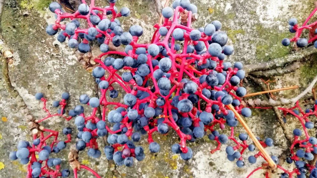 Blaue Beeren an einer Steinmauer