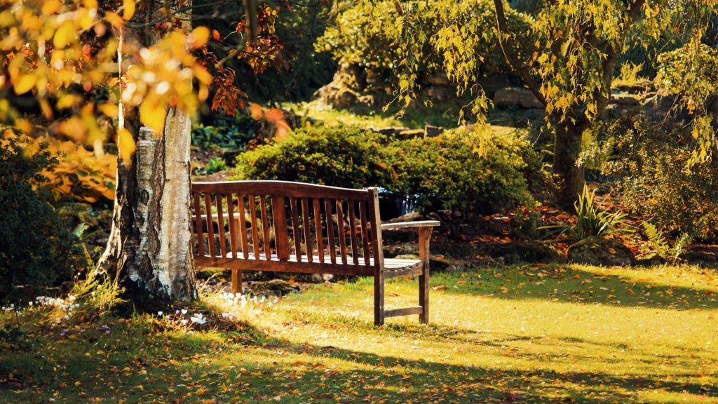 Eine Parkbank, die im Grünen halb versteckt hinter einem Baum steht