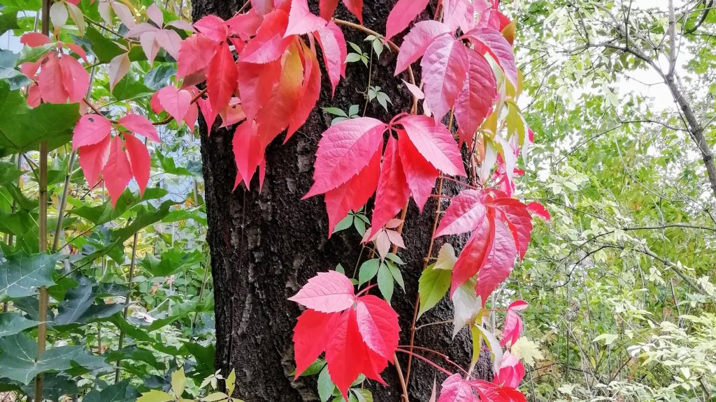 Rote Blätter hängen an einem Baustamm