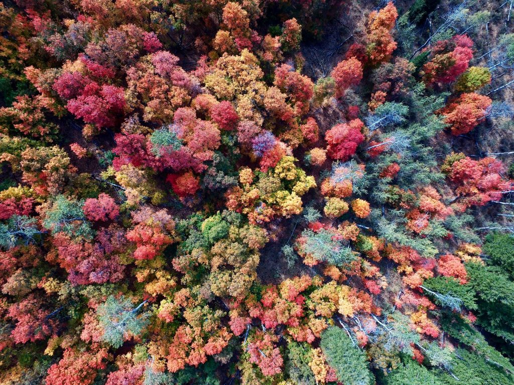 Ein Wald von oben