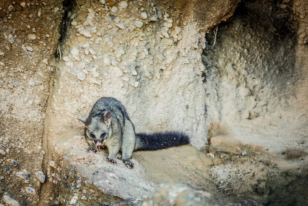 Possum