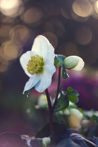 Eine weiße Blume vor unscharfem Hintergrund