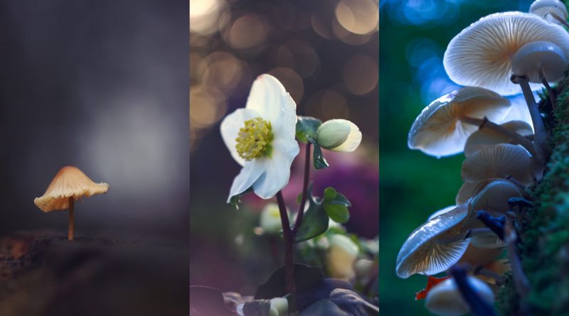 Drei Bilder nebeneinander, ein Pilz vor dunklmen Hintergrund, eine weiße Blume mit buntem Bokeh und mehrere Pilze in der Nahaufnahme