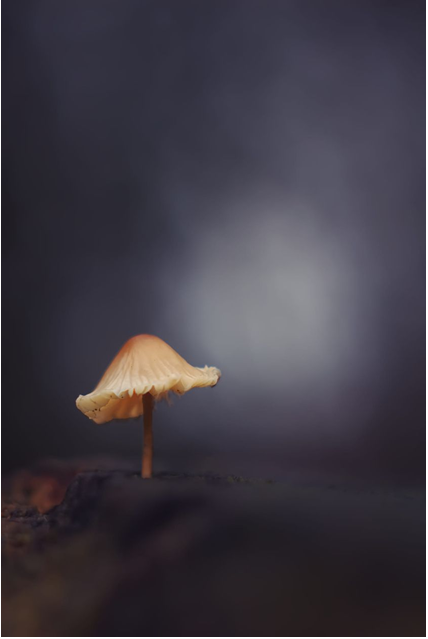 Ein Pilz vor dunklem Hintergrund