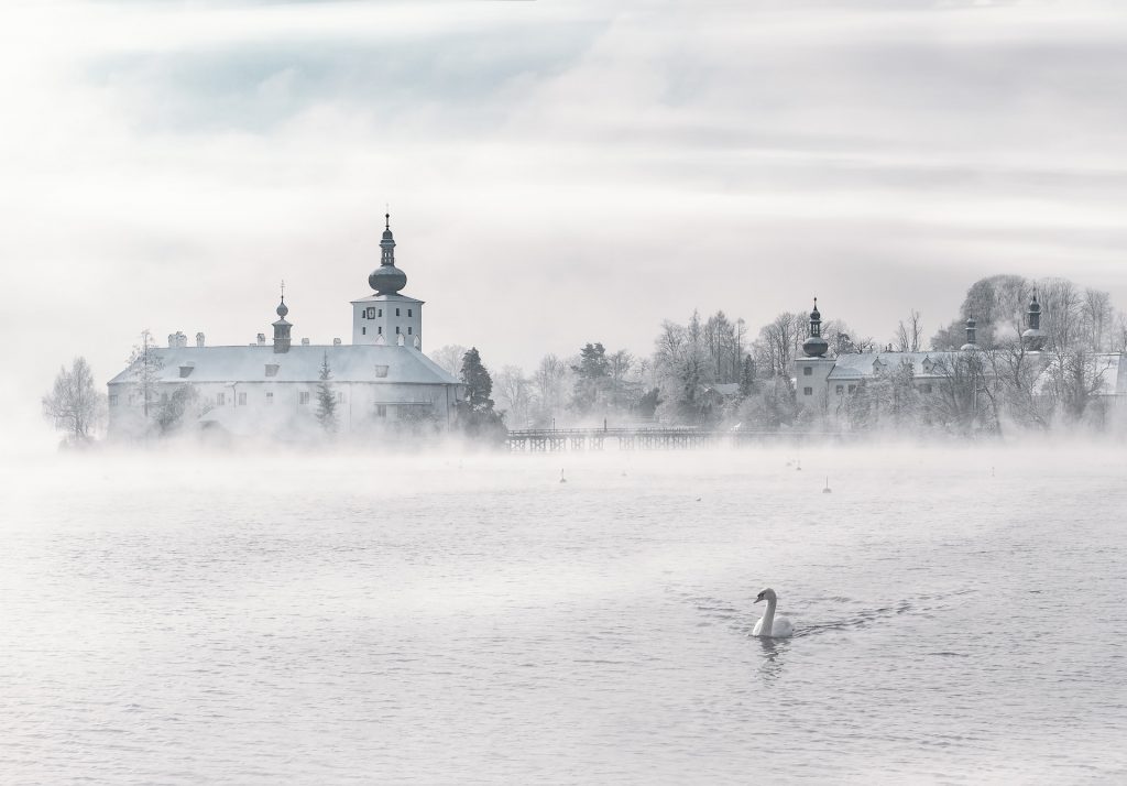 Ein SChwan in einem See, im Hintergrund ein Dorf