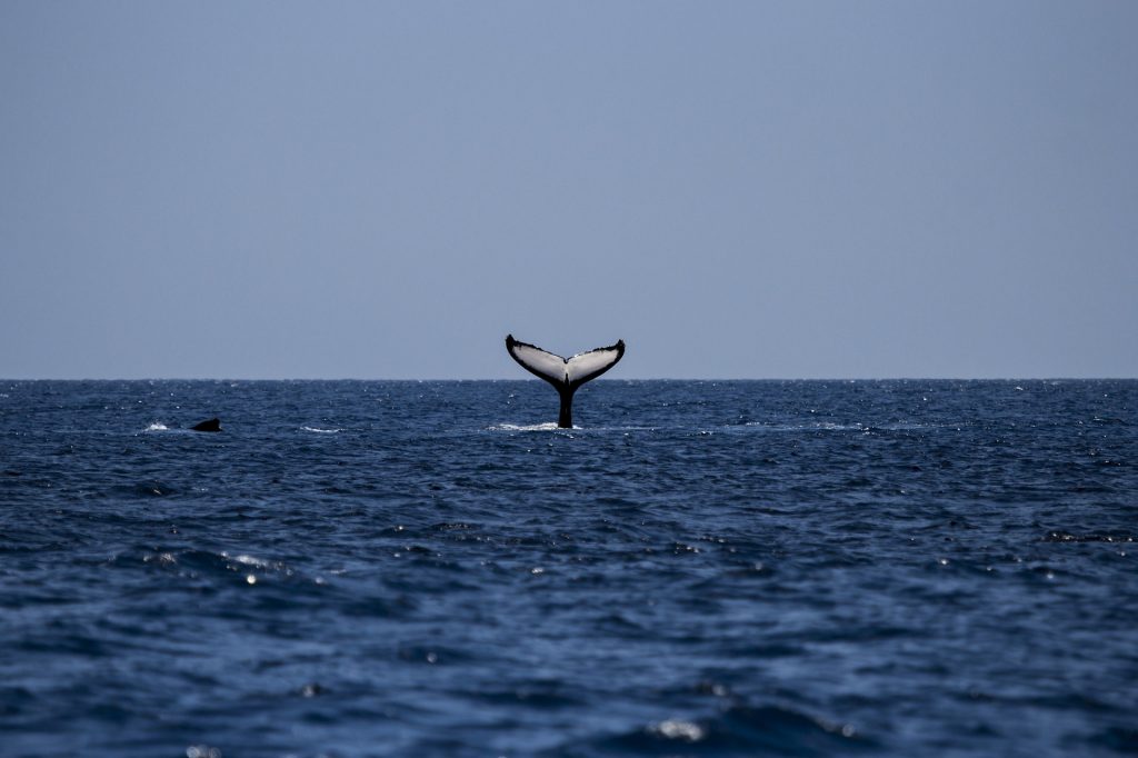 Schwanzflosse eines Buckelwals im Meer