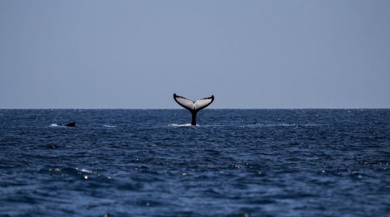 Schwanzflosse eines Buckelwals im Meer