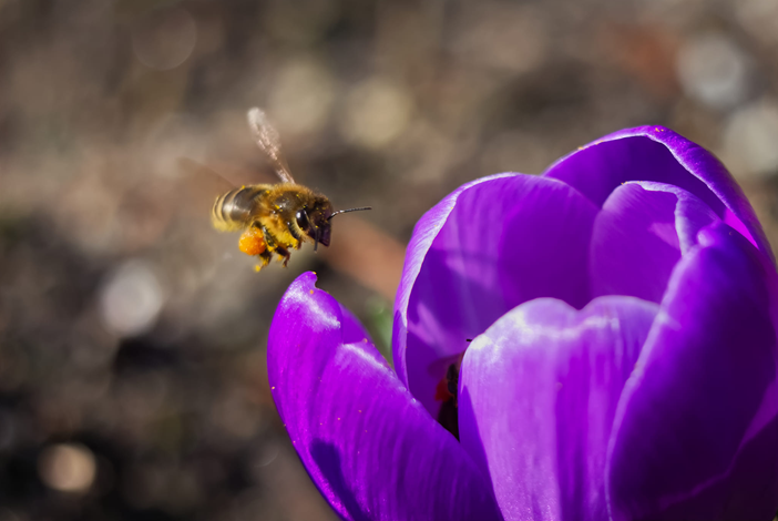 Biene fliegt auf eine Blüte zu