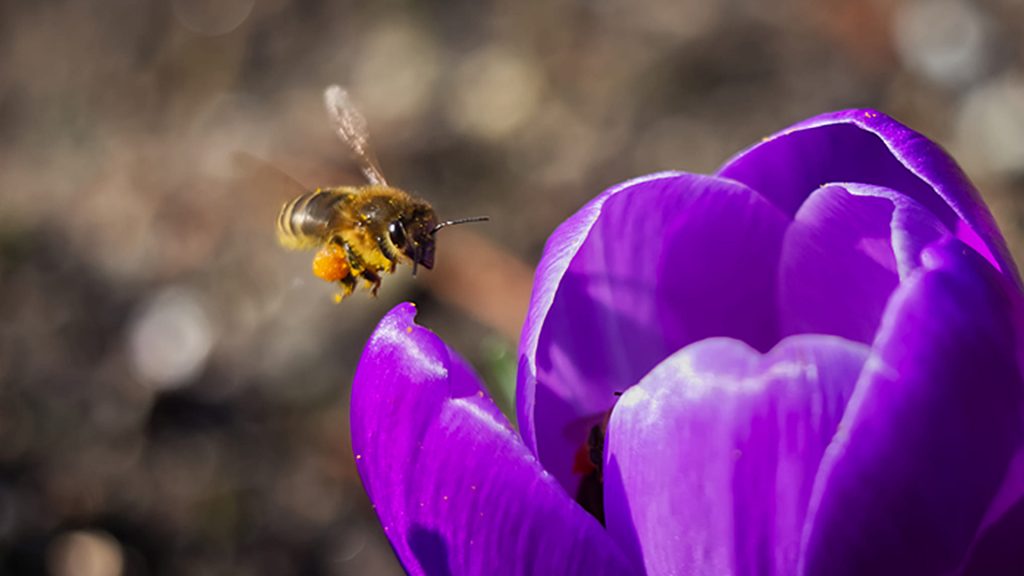 Biene fliegt auf eine Blüte zu