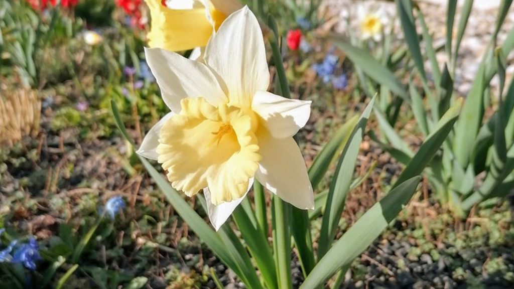 Eine hellgelbe Blume