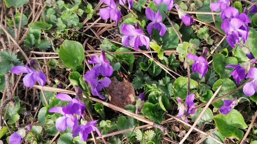 Eine bunte Blumenwiese