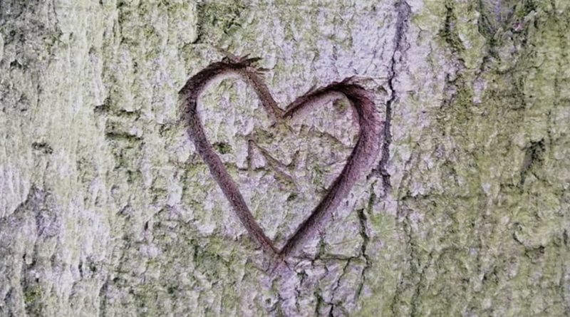 Herz in einen Baumstamm geritzt