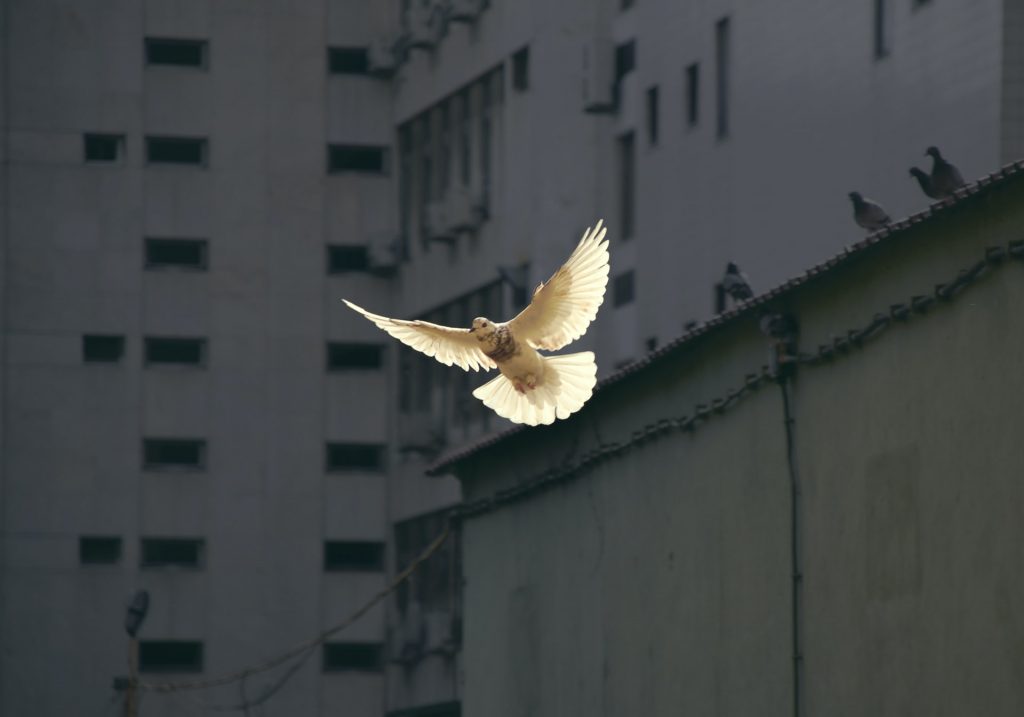 Weiße Taube im Flug, dahinter ein graues Gebäude