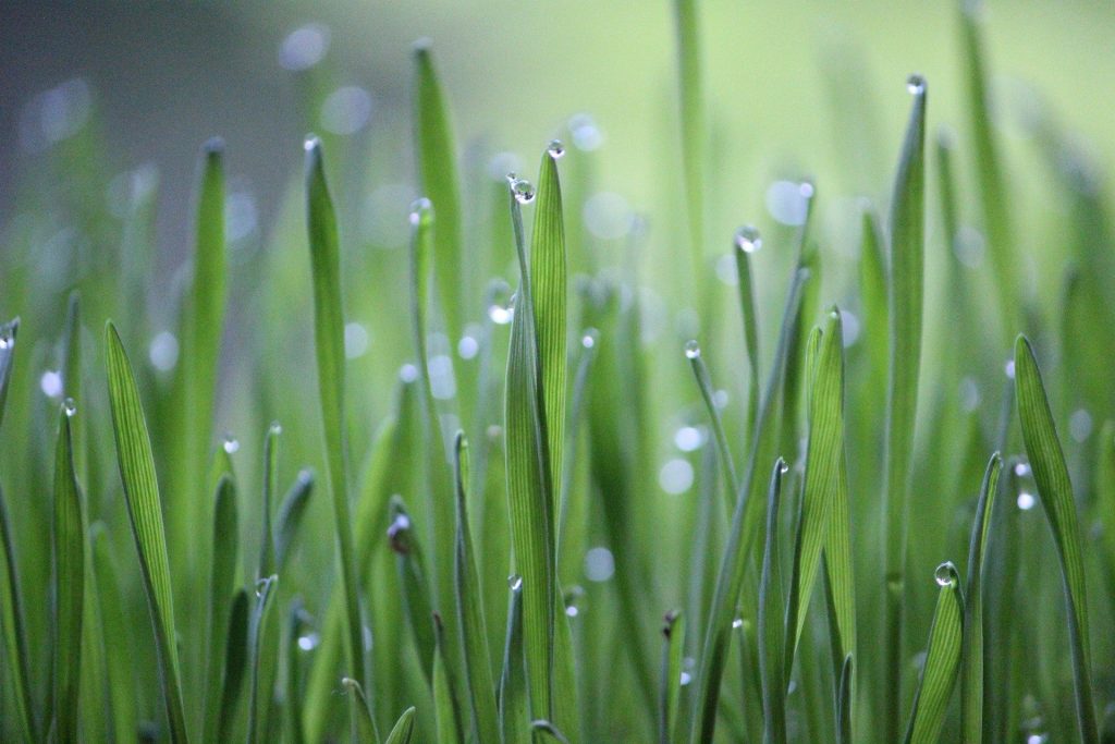 Gras nach dem Regen