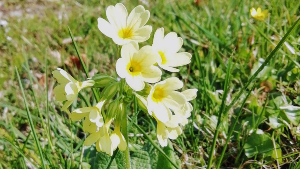 gelbe Blumen