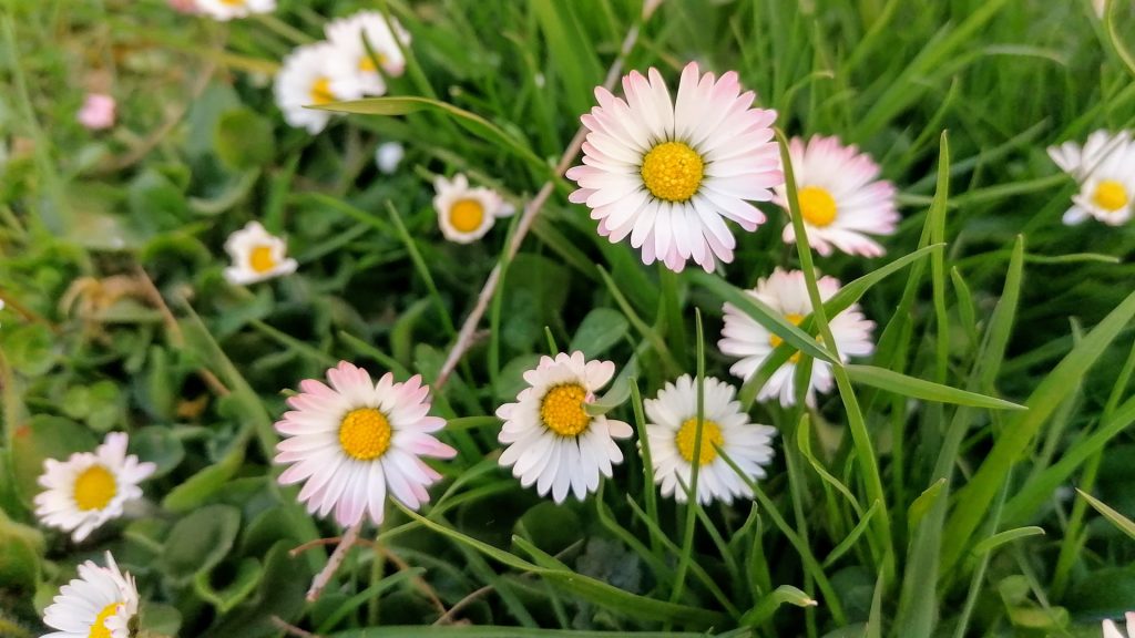 Gänseblümchen