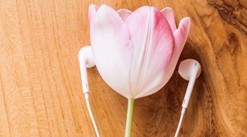 Eine Tulpe mit zwei Kopfhörer liegt auf einem Holztisch