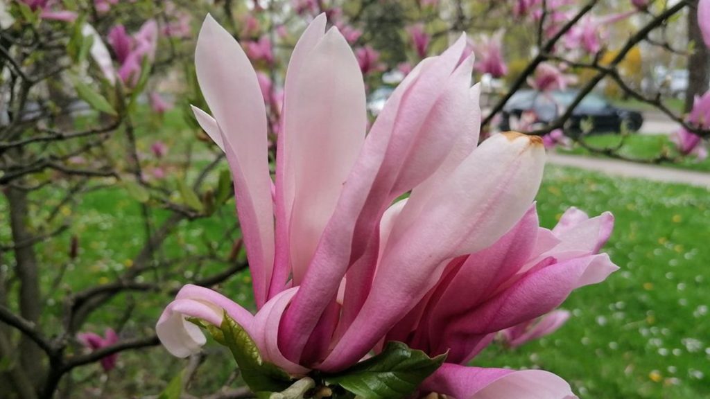 Rosa Blume im Garten