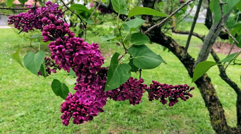 Violette Blüte an einem Baum