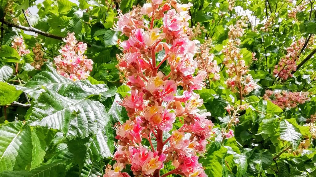 Ein Strauch mit rosa-Blüten vor grünem Gebüsch