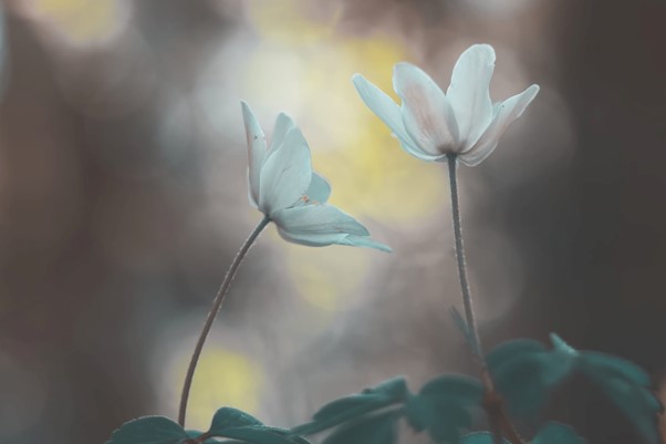 Zwei weiße Blumen mit schönem unscharfem Hintergrund
