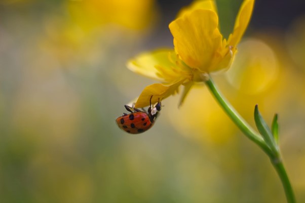 Ein roter Marienkäfer hält sich an einer gelben Blume fest