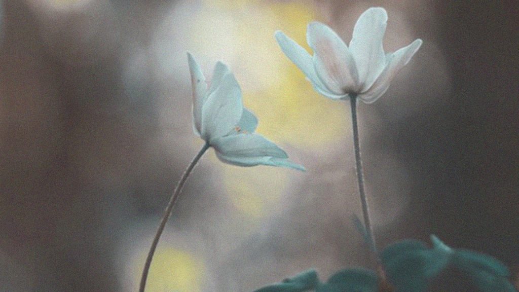 Zwei weiße Blumen vor unscharfem, grau-gelbem Hintergrund
