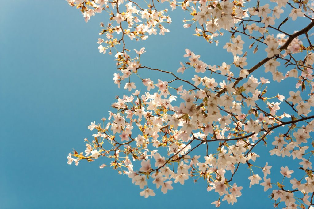 Weiße Kirschblüten vor blauem Himmel