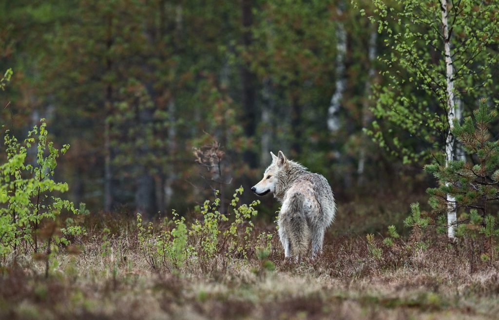 Wolf in einem Wald