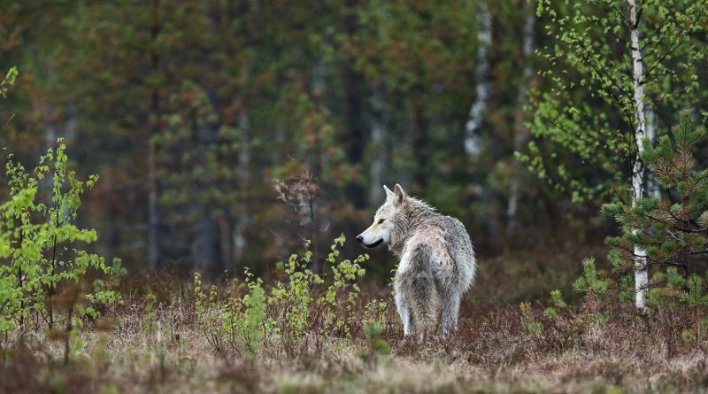 Wolf in einem Wald