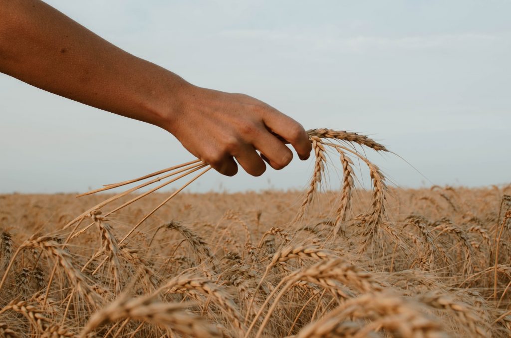 Eine Hand greift von der Seite nach Weizen in einem Weizenfeld