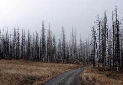 Verbrannte Bäume im Morgennebel in die USA, in den Wald führt ein Weg, das Gras ist braun